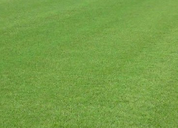 Go Turf Masters