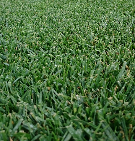 Go Turf Rhizomatous Tall Fescue