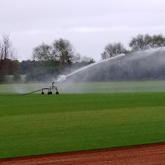 Watering and Aftercare